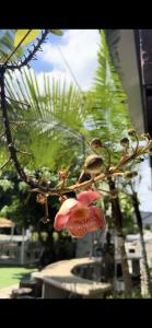 Boon Homestay & Cafe บุญโฮมสเตย์