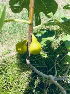 Petit coin de paradis avec jardin