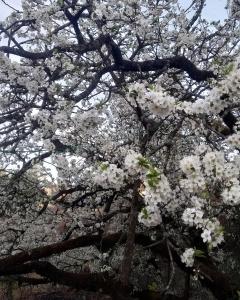 Onces Upon A Forest, Pangot,Nainital 4BR Homeyhuts