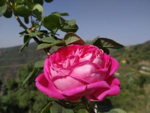 Onces Upon A Forest, Pangot,Nainital 4BR Homeyhuts