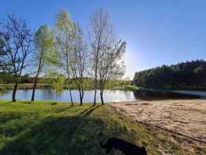 Glampine