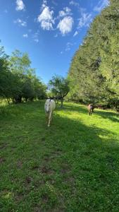 Maisons de vacances Les Carillons du Bois de l-Orme : photos des chambres