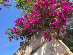 SanVirgilio Apartment in Fasano with Olive Tree and Private Garden