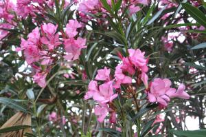 Charming Villa with Seaview in a Gated Complex