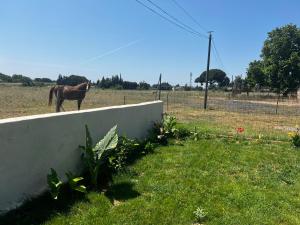 Appartements Le 255-cote jardin : photos des chambres