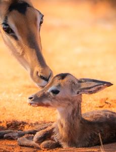 Kuzikus Wildlife Reserve