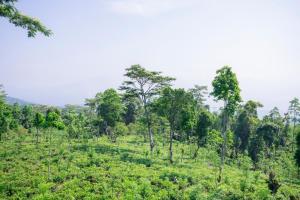 Bellwood Cottages - Tea Cabins