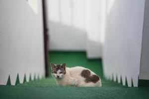 La Cábala del Draguillo