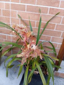 Cantinho da esperança