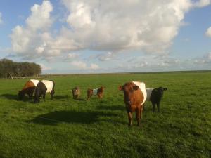 Camping De Kooiplaats