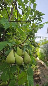 E s s e n t i a l Pompei