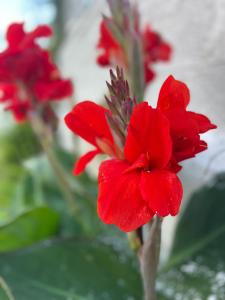 VloraOasi Apartament