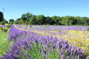 Relais de SAINT ROM, chambre plus mezzanine