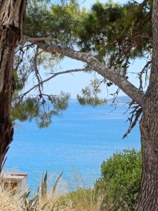 Apartments Jure Miljak