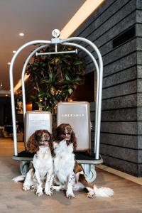 Cosmopolite Hotel Nieuwpoort-Bad