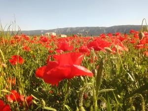 Maisons de vacances Gite Lisianthus : photos des chambres