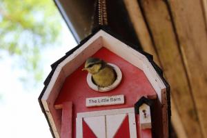 Namelis nr 2 Adelės sodyba