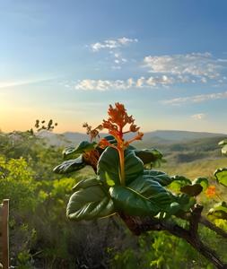 Cabanas do Ouro - O seu refúgio dos sonhos em Pirenópolis