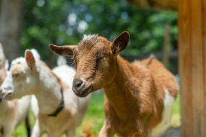 Funtastic Retreat! PS5, View, Goats, Hot Tub, Karaoke - 4hvězdičkové hotely ve městě Weaverville