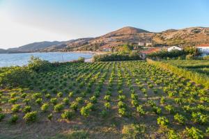 Akrogiali Apartments Limnos Greece