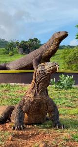 Bram Komodo Homestay