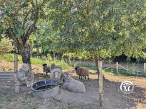 Maisons de vacances Le Gite des Bergers, jusqu-a 9 personnes : photos des chambres