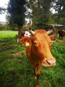 Sejours a la campagne La ferme de beau soleil Gite et cabanes : photos des chambres