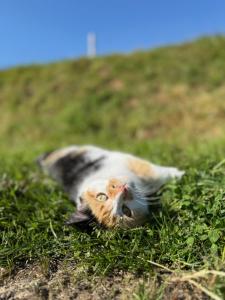 Sejours a la campagne La ferme de beau soleil Gite et cabanes : photos des chambres