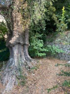Maisons d'hotes Sensivilla Guest House - Grasse - Costa Azzurra : photos des chambres