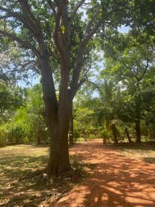 Araliya garden nature resort dambulla