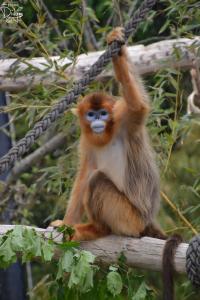 Maisons de vacances NOUVEAU - LE BOISSANTE - Zoo a 10 mn - Jeux pour enfants : photos des chambres