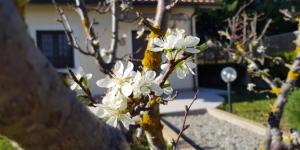 Agriturismo la Mandragola Relais