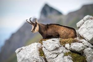 Appartements Le repaire des mouflons 1500 : photos des chambres