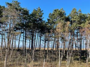 Strandwohnung direkt am Meer - Whg 32