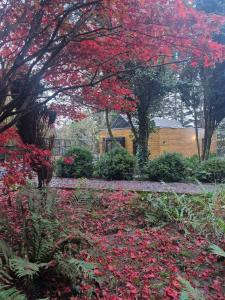 Ty Branwen- Luxury Woodland Lodge with Stunning Views