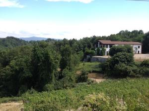 Sotto il pergolato di glicine