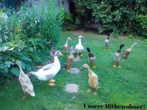 Ferienwohnungen "Christelhof"