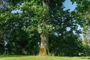 Country homestead in Abava Valley "Viļņi"