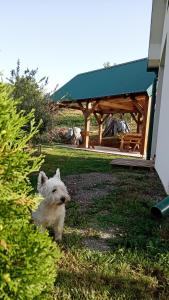 Zelena livada (Green Meadow)