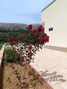 Apartments Ena & Leona