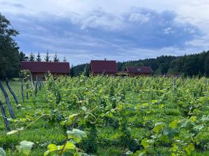 Brīvdienu māja CURLANDIA