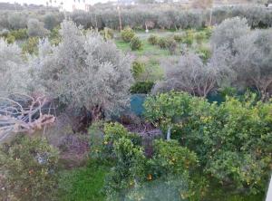 Orange Tree Garden vacation home