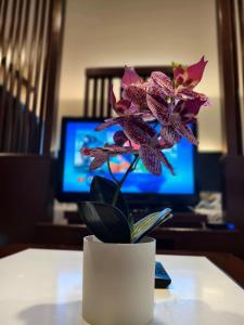 KK City Centre SCSP 3-4PAX LUXURY Family Suites NEAR IMAGO 亚庇市中心民宿