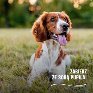 Kemping i Pole Namiotowe River Park Zator