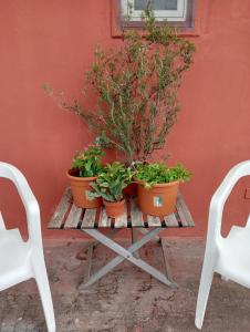 Il Gatto e Pirouette