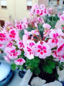 Il Vecchio Ginepro img14