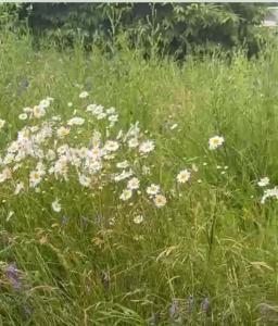 Cosy house in Center of Tartu