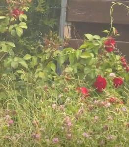 Peaceful Home in the Center of Tartu