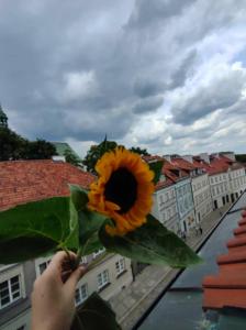Old Town Nest Apartment