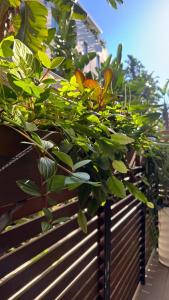 Carlton 1910 Manly Hideaway